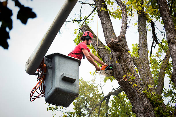 Best Large Tree Removal  in Palm Beach, FL